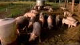 Trailer: Food Inc - Official Trailer [HD]