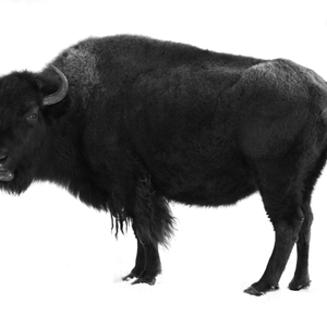 Foto de perfil de buffalo
