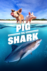 Porco Vs. Tubarão (Pig vs. Shark)