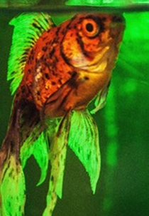 Diário de novas lembranças (Diário de novas lembranças)