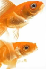 Isso é Água (This Is Water)