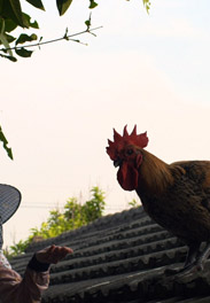 O Filho Querido (Jin Sun)