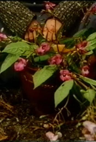 Poster 1 de Curta Sepio (1996)