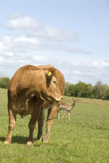 The Herd (The Herd)