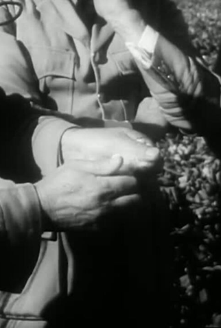 Poster 2 de Curta They Planted a Stone (1953)