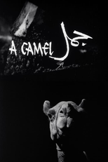 A Camel (جمل‎)