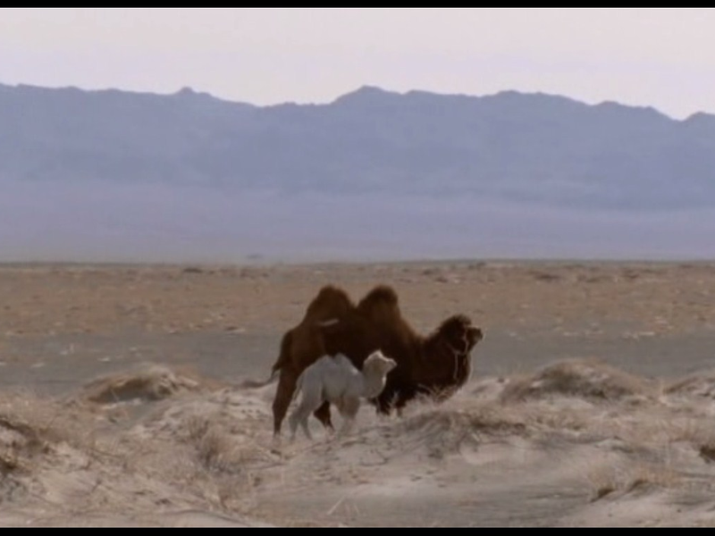 Foto 1 de Camelos Também Choram