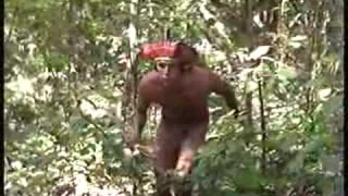 Trailer: O Guarani parte 1