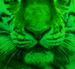 Life After Pi