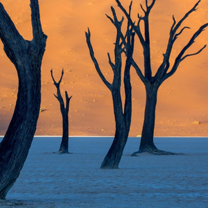 Foto de perfil de Luis Almeida