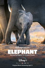 Elefante (Elephant)