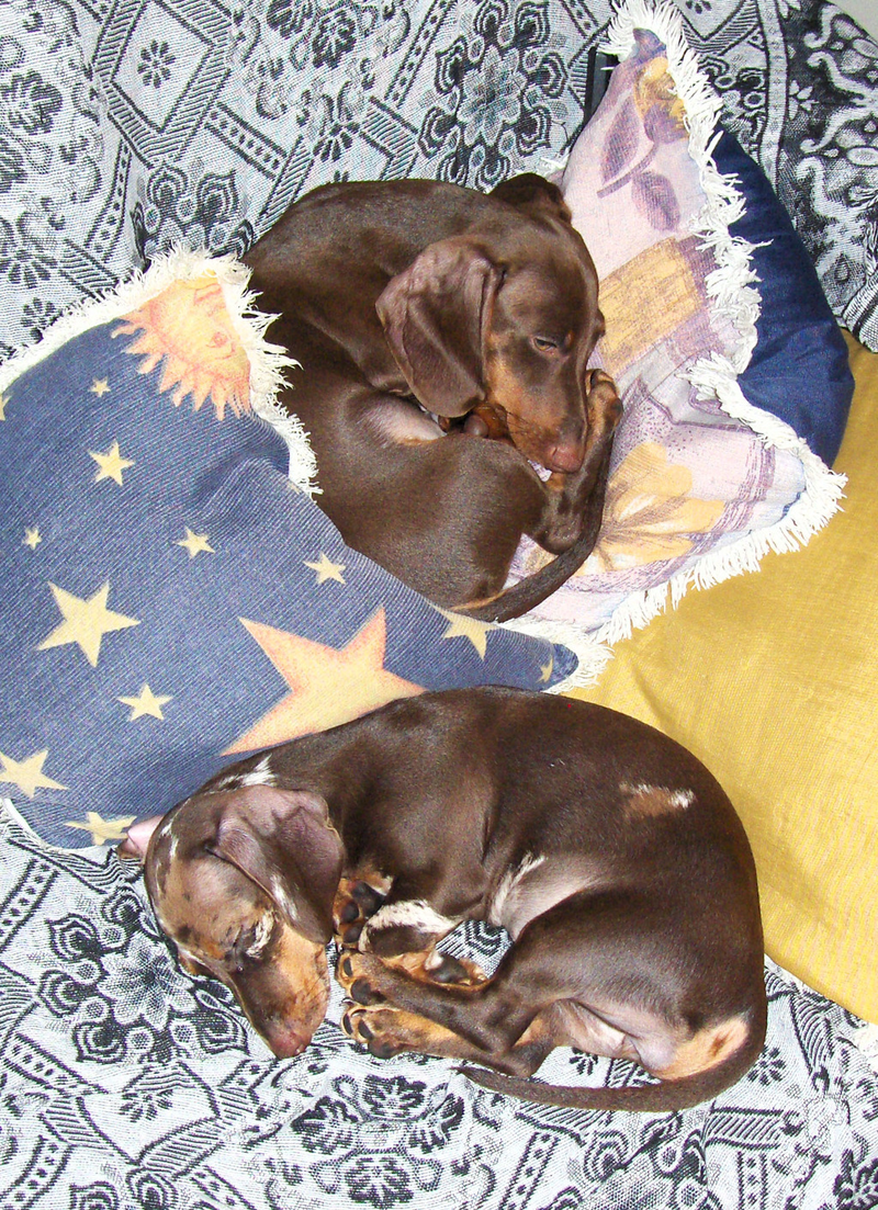 Jack Henriquepedia - Foto 2