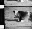 La Vache qui rumine