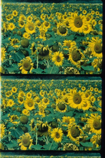 Les tournesols (Les tournesols)