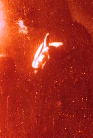 Poster 1 de Curta 1+1+1 (1993)