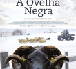 A Ovelha Negra