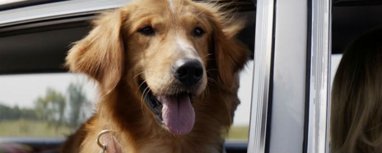 Quatro Vidas de um Cachorro: Organização diz que vídeo de maus-tratos a animal foi manipulado