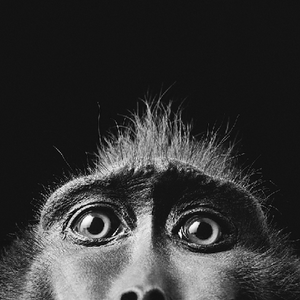 Foto de perfil de Calouro