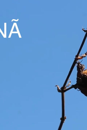  de Curta Jananã - A História do Algodão (2019)