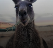 Chasing Roo