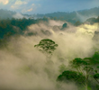 Borneo: Sacred Forest