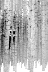 By Foot-Candle Light (By Foot-Candle Light)