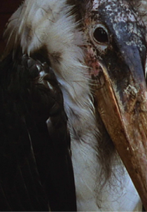 Ray's Birds (Ray's Birds)