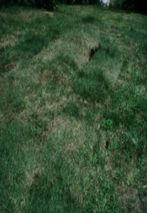 Grass Breathing (Grass Breathing)