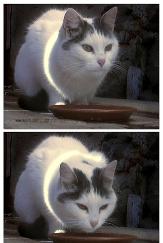 Poster 1 de Curta Kitty (2001)