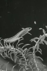 The Life Cycle of the Newt (The Life Cycle of the Newt)