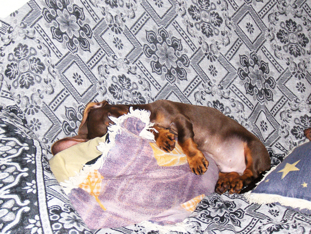 Jack Henriquepedia - Foto 1