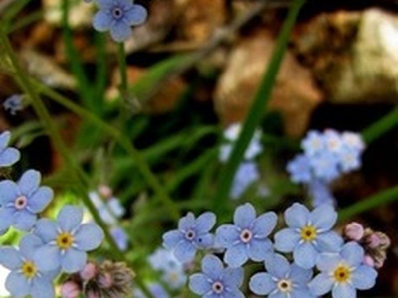 Foto 1 de Canção Sobre Uma Flor