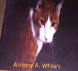 The Evil Cat