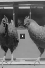 Exposição de Galinhas e Cavalos (Exposição de Galinhas e Cavalos)