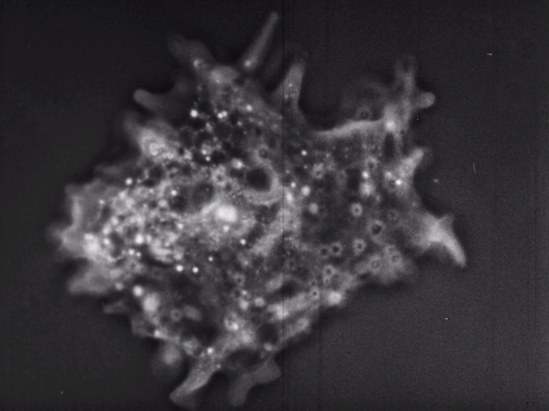 Foto 2 de Just Ancient Loops