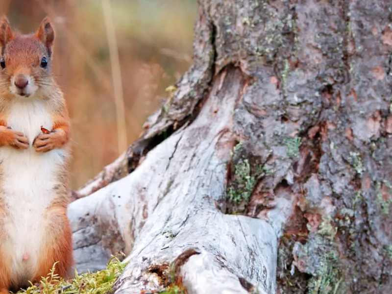 Foto 4 de Ailo's Journey