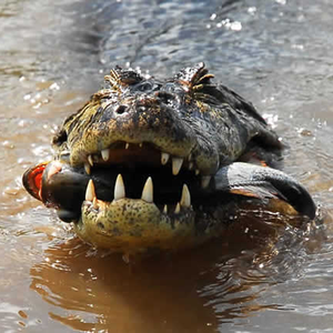 Foto de perfil de Jacaré Pimposo