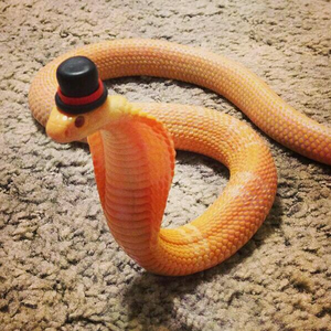 Foto de perfil de Luan Tiberio
