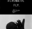 The Acrobatic Fly