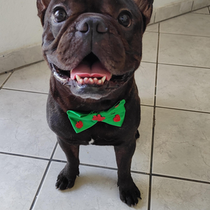 Foto de perfil de Bruce Wayne Bernardo