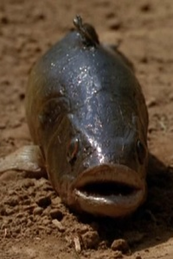 Poster de Episódio Lungfish (1998)
