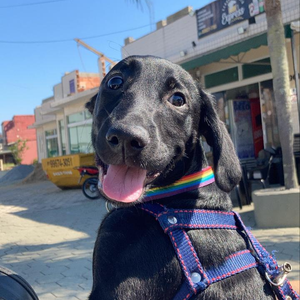 Foto de perfil de mariana