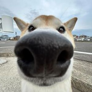 Foto de perfil de Inu