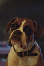Buster, o Boxer (Buster The Boxer)