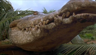 Crocodile 2: Death Swamp (2002) - Trailer