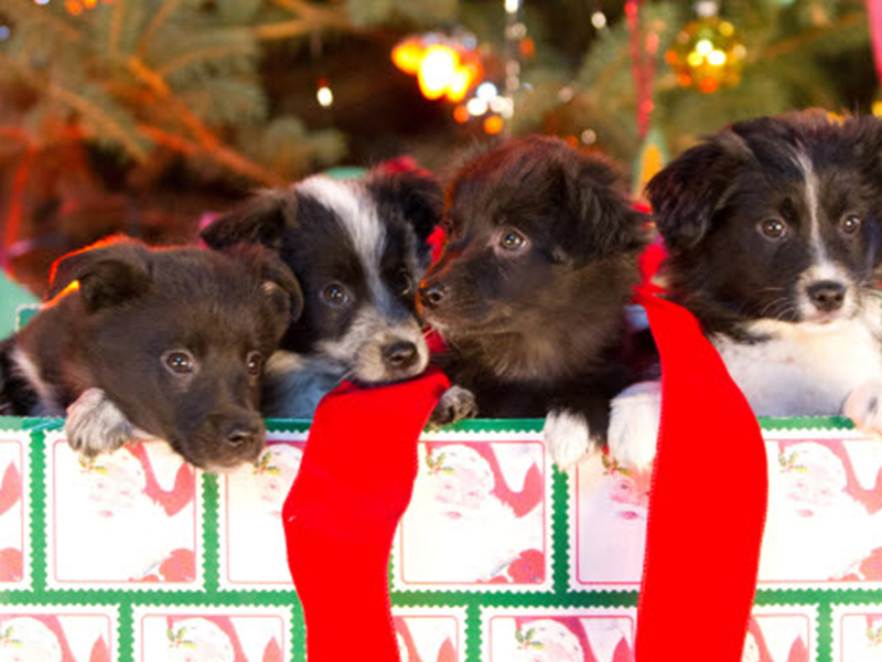 Foto 1 de Os 12 Cães de Natal: O Grande Resgate