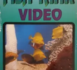 Fish Tank Video