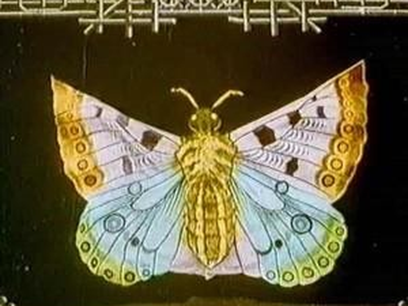 Foto 1 de As Borboletas Japonesas