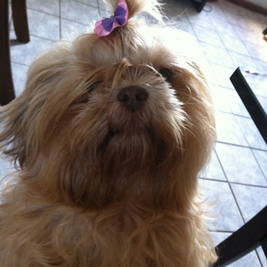 Foto de perfil de IVA LIMA