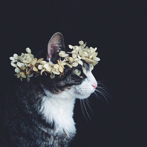 Foto de perfil de Gabriela